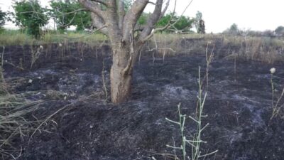 Burdur ilinin Gölhisar ilçesinde meydana gelen yangın kontrol altına alınarak