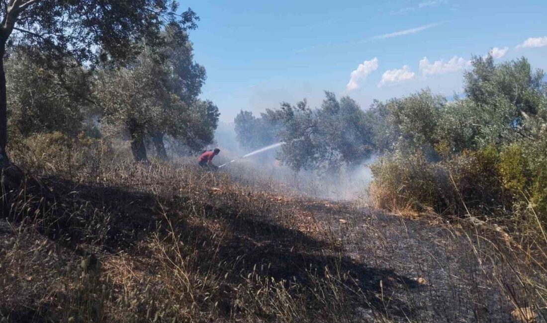 Balıkesir’in Burhaniye ilçesine bağlı Pelitköy Mahallesi’nde bir zeytinlik alanında yangın