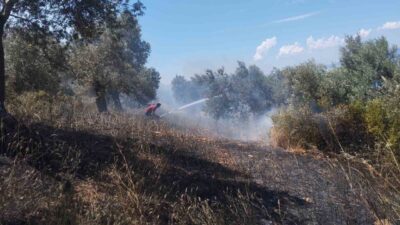 Balıkesir’in Burhaniye ilçesine bağlı Pelitköy Mahallesi’nde bir zeytinlik alanında yangın