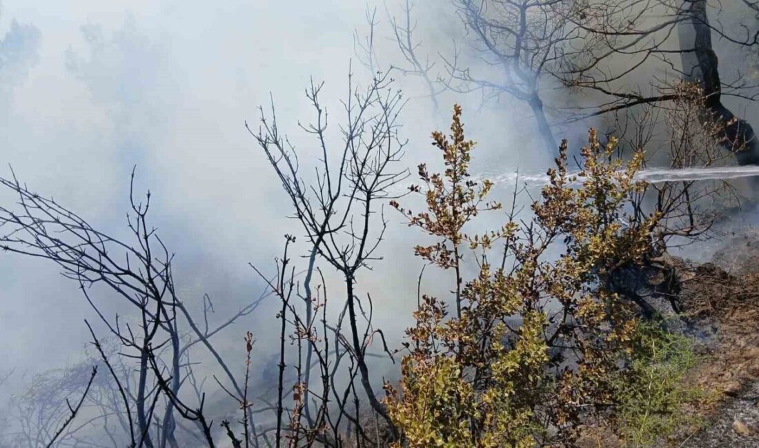 Gemlik ilçesindeki piknik alanı yakınlarında meydana gelen yangın, hızlı bir