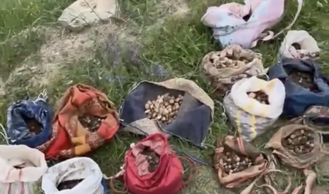 Çankırı’da, izinsiz olarak 35 kilogram salep orkidesi yumrusu toplayan 10
