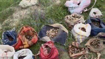 Çankırı’da, izinsiz olarak 35 kilogram salep orkidesi yumrusu toplayan 10