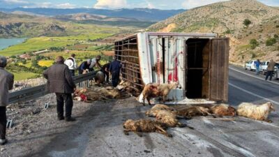 Erzincan’ın İliç ilçesinde canlı hayvan taşıyan bir kamyonun kaza yapması