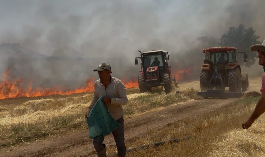 Mardin’in Mazıdağı ilçesinde, Şenyuva Mahallesi’nde hasat zamanı geçmiş bir tarlada