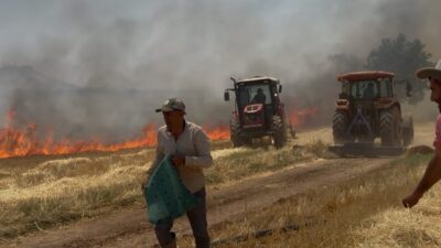 Mardin’in Mazıdağı ilçesinde, Şenyuva Mahallesi’nde hasat zamanı geçmiş bir tarlada
