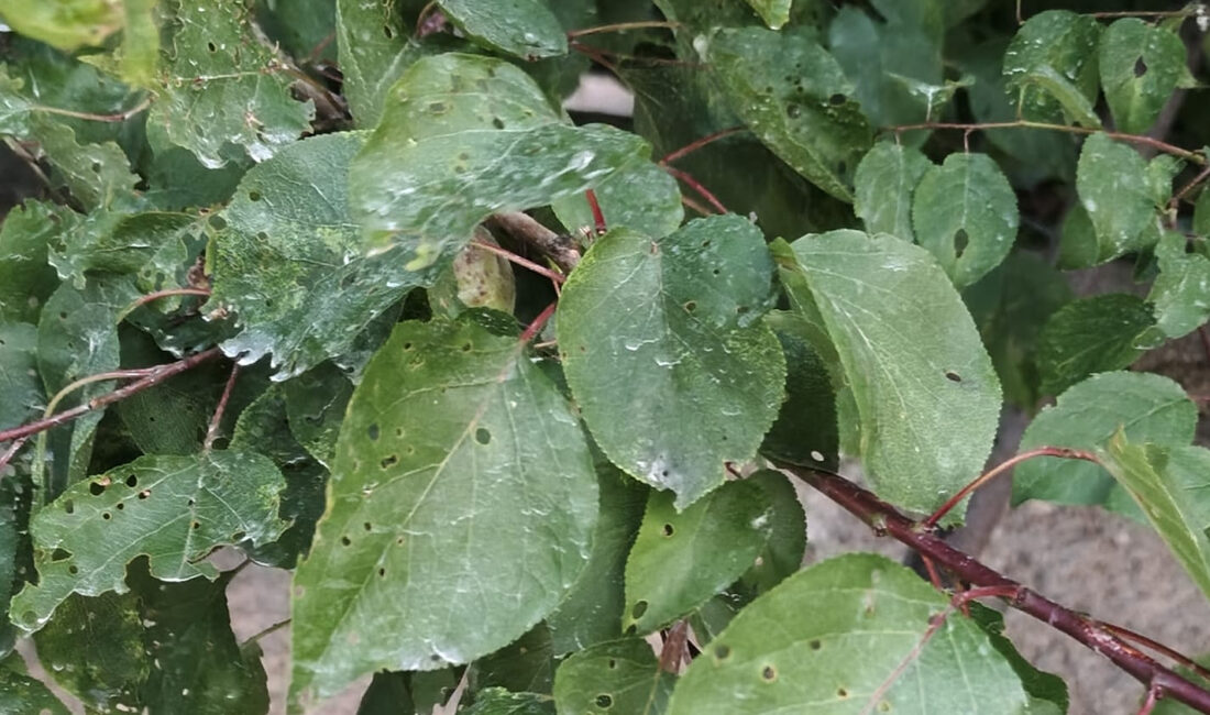 Yozgat’ı ne kadar tanıyorsunuz? Aşağıdaki bulmacada Yozgat’ın ilçeleri, tarihi ve