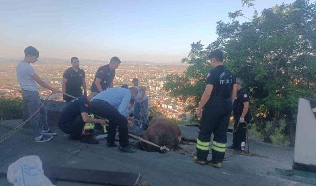 Afyonkarahisar’da bir inek, evin çöken çatısında mahsur kaldı ve itfaiye