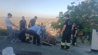 Afyonkarahisar’da bir inek, evin çöken çatısında mahsur kaldı ve itfaiye