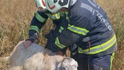 Tavas ilçesine bağlı Garipköy Mahallesi’nde, otlayan küçükbaş hayvanlar boş arazide