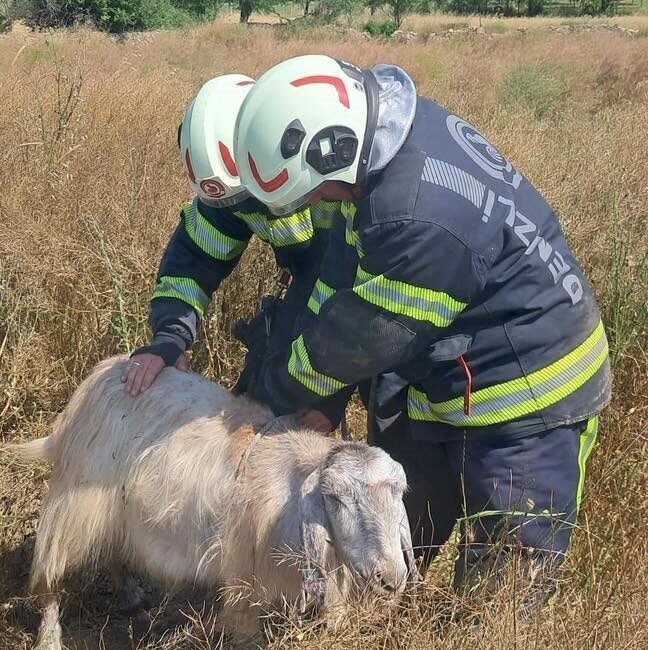Tavas ilçesine bağlı Garipköy Mahallesi’nde, otlayan küçükbaş hayvanlar boş arazide