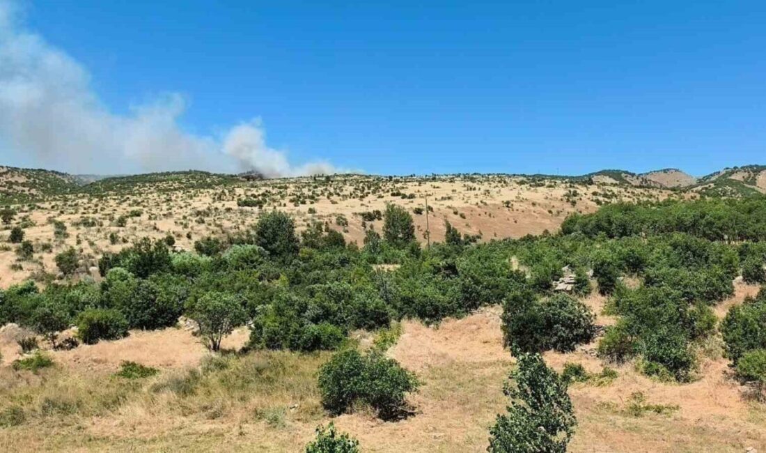 Dicle ilçesindeki bir ağaçlık alanda meydana gelen yangın büyük endişe