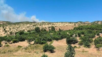 Dicle ilçesindeki bir ağaçlık alanda meydana gelen yangın büyük endişe