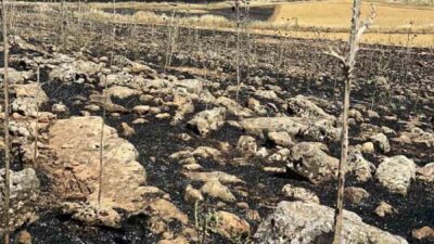 Çınar ilçesinde meydana gelen yangın sonucunda yüzlerce dönüm ekili arazi
