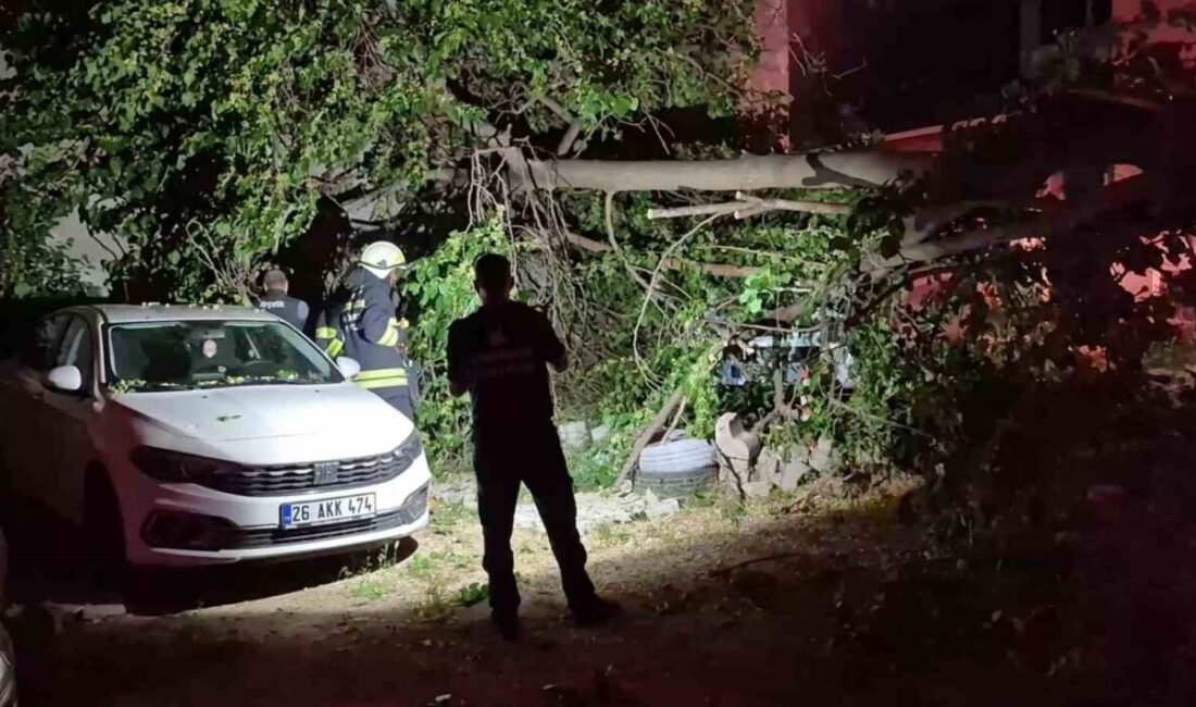 Eskişehir’de bir dut ağacı, park halindeki araçların üzerine devrildi. Aynı