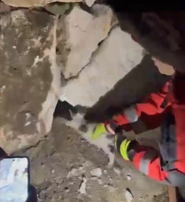 Muğla’nın Yatağan ilçesinde, Ahi Sinan Parkı’nda taş duvar arasına sıkışan