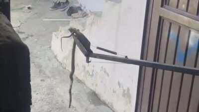 Besni ilçesinde, bir evin garajına giren yılan kısa süreli paniğe
