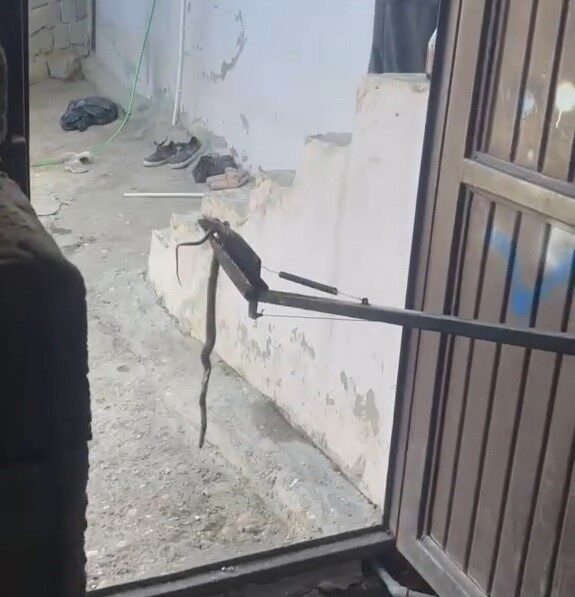 Besni ilçesinde, bir evin garajına giren yılan kısa süreli paniğe