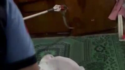 Gaziantep’in İslahiye ilçesinde, sıcakların artmasıyla birlikte yerleşim alanlarında sıkça karşılaşılan