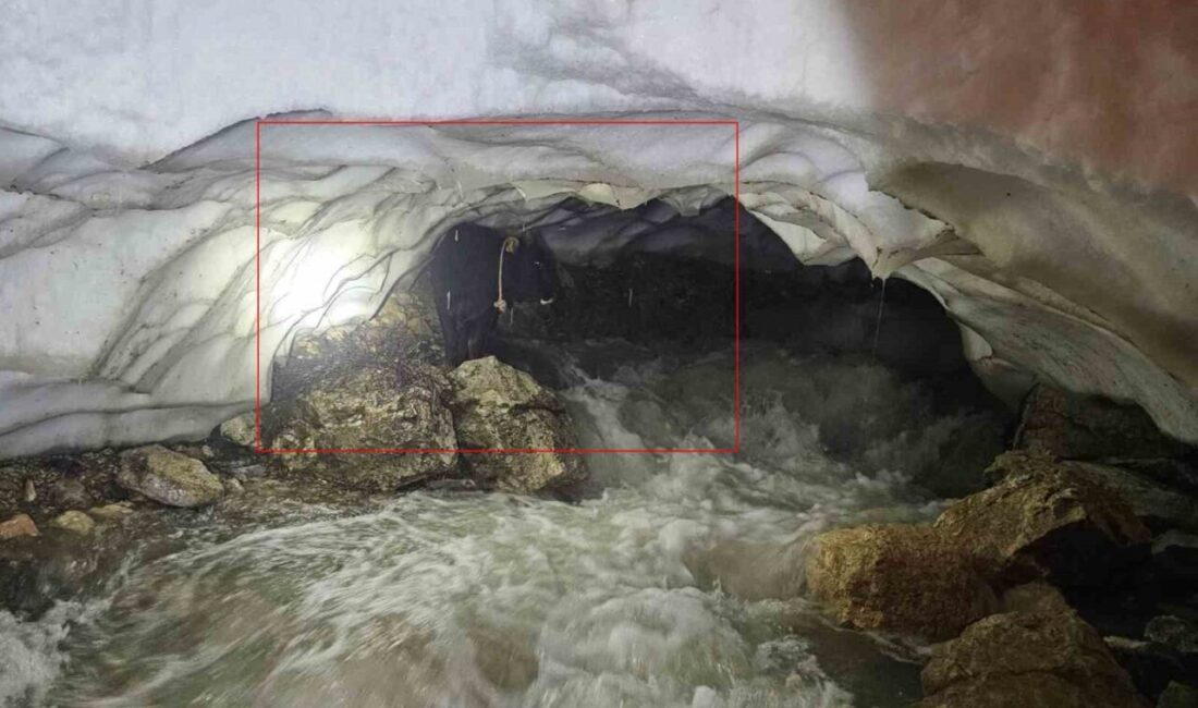 Hakkari’nin Otluca köyünde yaşanan olayda, bir tosunun dere yatağındaki kar