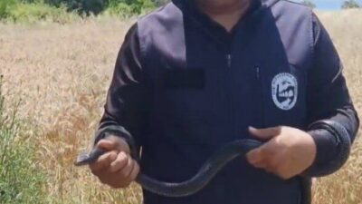 Hatay’da meşhur ‘Yılancı Kemal’ lakaplı Kemal Başer, bir yaşlı teyzenin