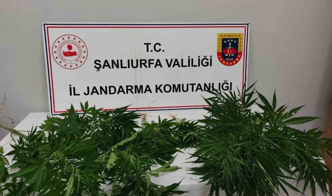 Şanlıurfa İl Jandarma Komutanlığı, Hilvan ve Halfeti ilçelerinde yürütülen “Narkotik