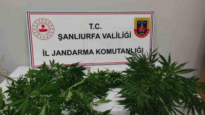 Şanlıurfa İl Jandarma Komutanlığı, Hilvan ve Halfeti ilçelerinde yürütülen “Narkotik