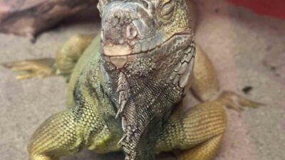 İstanbul’da gerçekleştirilen bir operasyonda, evde gerekli izinleri olmayan tarantula, yılan,