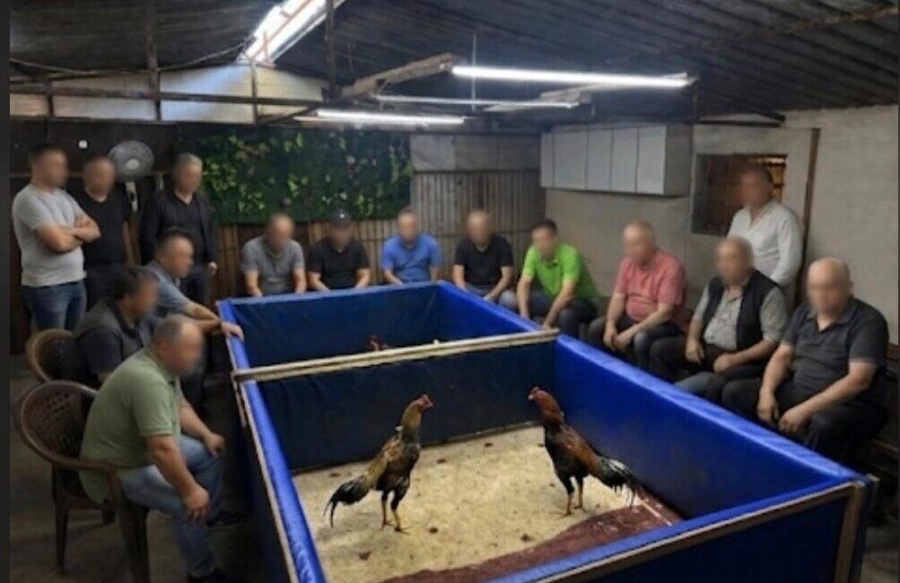 Aliağa ilçesine bağlı İzmir’de, polis ekipleri tarafından horoz dövüşü düzenlendiği