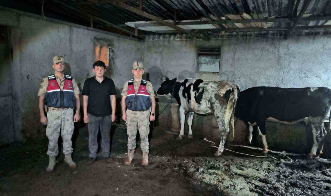 Kilis ilinde kaybolan 3 büyükbaş hayvanın, jandarma ekiplerinin yürüttüğü arama