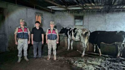 Kilis ilinde kaybolan 3 büyükbaş hayvanın, jandarma ekiplerinin yürüttüğü arama