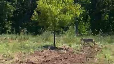 Malatya’nın Akçadağ ilçesinde bir çiftçi, kayısı bahçesinde çalışırken traktörüyle ilerlerken