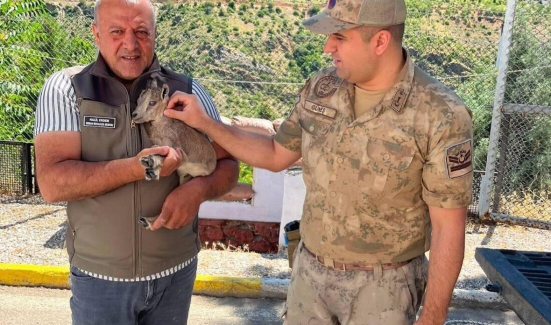 Kemaliye ilçesinde devriye gezen kolluk kuvvetleri, yolun kenarında bitkin halde
