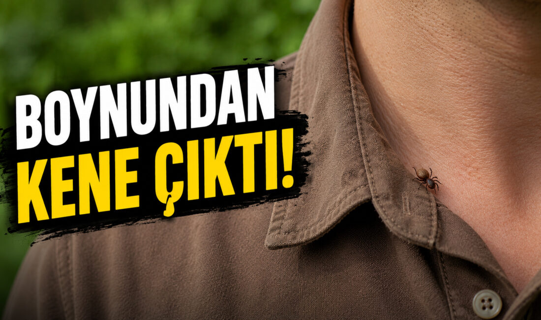 Hava sıcaklıklarının artmasıyla birlikte bölgede kene kabusu yeniden tırmanışa geçti.