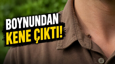 Hava sıcaklıklarının artmasıyla birlikte bölgede kene kabusu yeniden tırmanışa geçti.