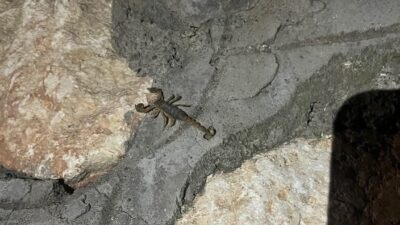 Adıyaman kent merkezinde, son zamanlarda hava sıcaklıklarının yükselmesiyle birlikte birçok