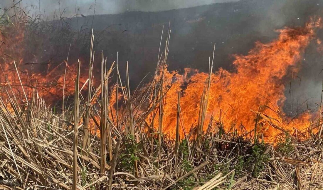 Kartepe ilçesinde bulunan SEKA Kamp Piknik Alanı çevresindeki sazlık alanda