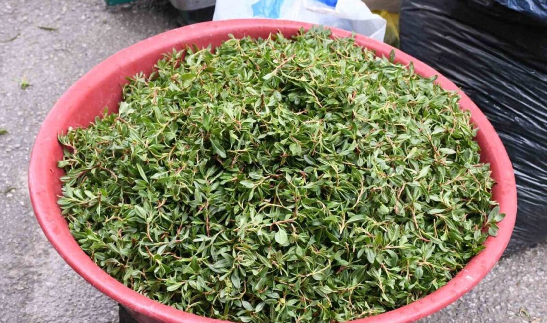 Yozgat’ta kırsal bölgelerde doğal olarak yetişen madımak otu toplama etkinliği