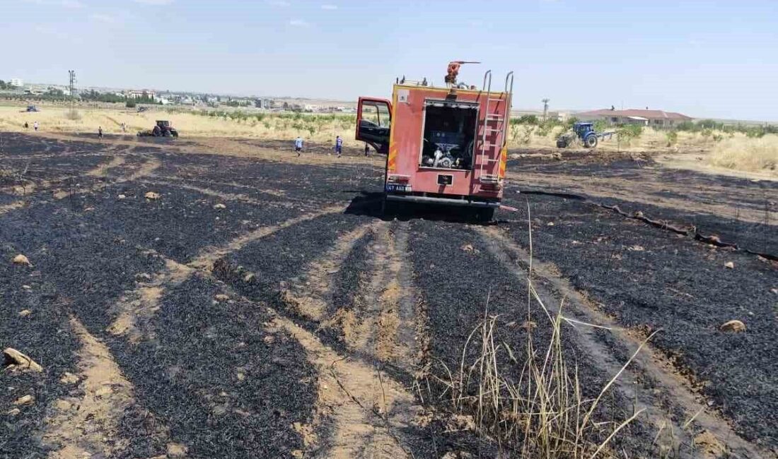 Kızıltepe ilçesine bağlı Dikmen Mahallesi’nde bir buğday tarlasında meydana gelen