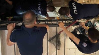 Edirne’de, bir kedinin merdiven boşluğuna sıkışmasıyla ortaya çıkan olayda, itfaiye