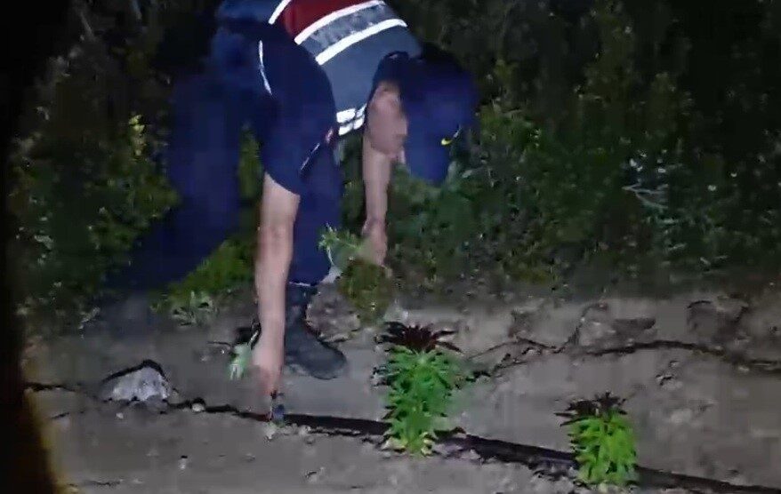 Mersin’in Gülnar ilçesinde jandarma tarafından gerçekleştirilen bir operasyonda, ormanlık alanda