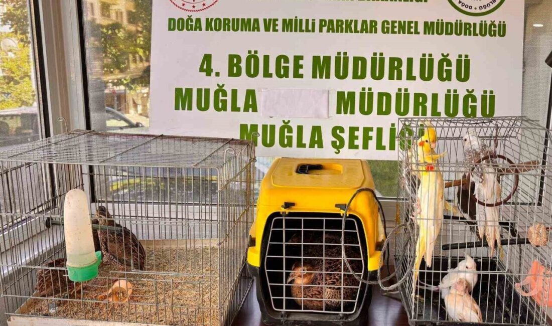 Muğla’nın Ula ilçesinde CİMER’e yapılan ihbarı değerlendiren ekipler, yasadışı olarak