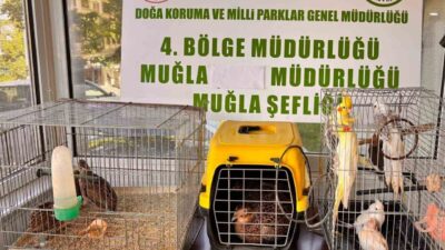 Muğla’nın Ula ilçesinde CİMER’e yapılan ihbarı değerlendiren ekipler, yasadışı olarak