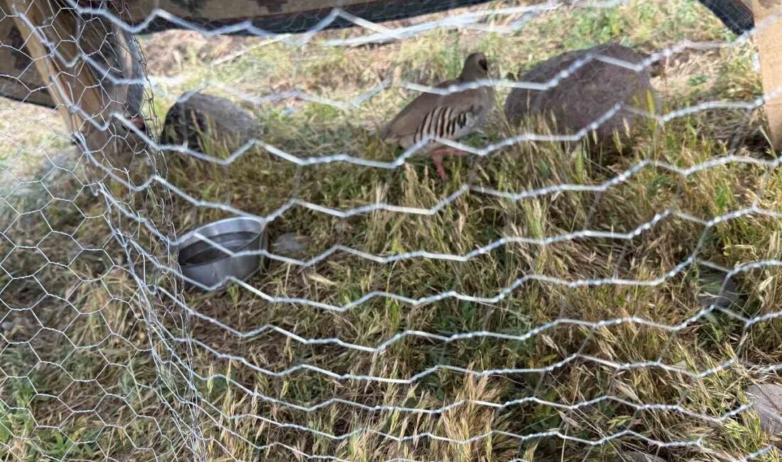 Muş’un Malazgirt ilçesinde bir çobana, kafeste keklik beslemesinden dolayı 67