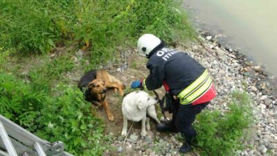 Ordu’da Civil Irmağı yatağında sıkışan köpekler, itfaiye ekiplerinin müdahalesiyle kurtarıldı.