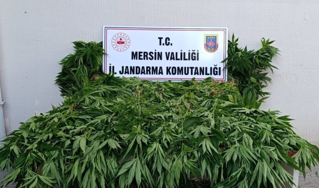 Mersin’e bağlı Bozyazı ilçesi sınırlarındaki ormanlık alanda kenevir yetiştiren 2