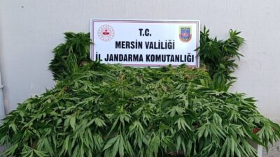 Mersin’e bağlı Bozyazı ilçesi sınırlarındaki ormanlık alanda kenevir yetiştiren 2