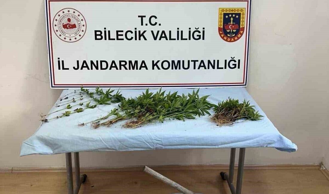 Bilecik’te, Sarıyazı Köyü’nde ormanlık alana kenevir ekimi yaptığı tespit edilen