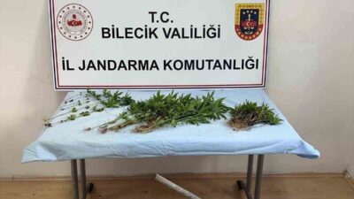 Bilecik’te, Sarıyazı Köyü’nde ormanlık alana kenevir ekimi yaptığı tespit edilen