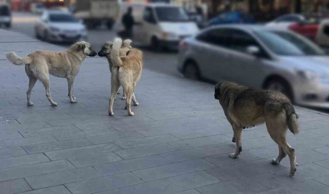 İçişleri Bakanı Mustafa Çiftçi, sahipsiz sokak köpeklerinin toplanmasıyla ilgili çalışmaların