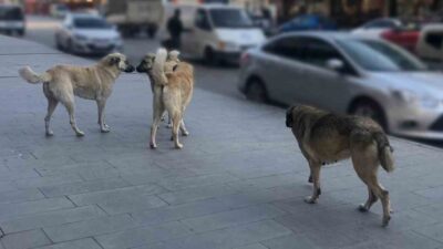 İçişleri Bakanı Mustafa Çiftçi, sahipsiz sokak köpeklerinin toplanmasıyla ilgili çalışmaların